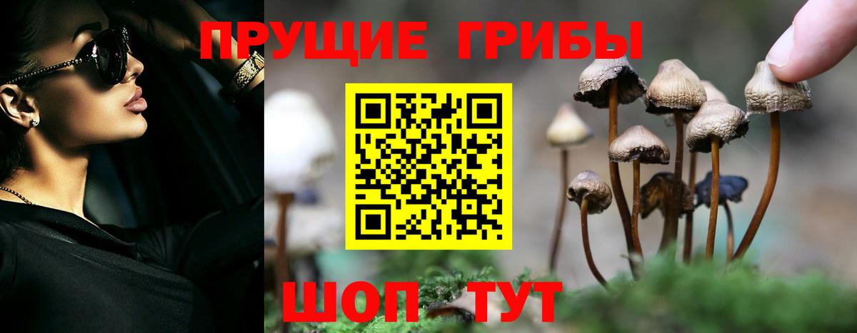 Галлюциногенные грибы Cubensis Прохладный